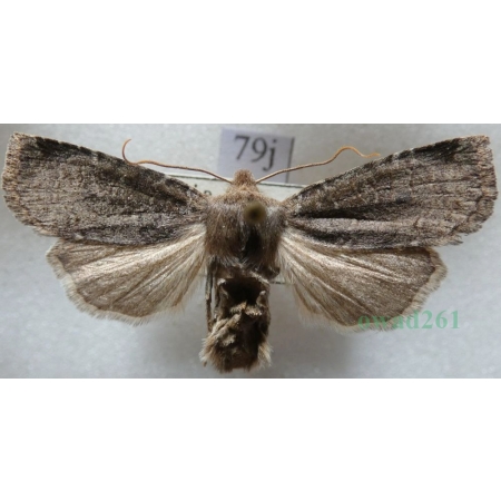 Conistra ligula (Esper, 1791) Porożnica Czech79j